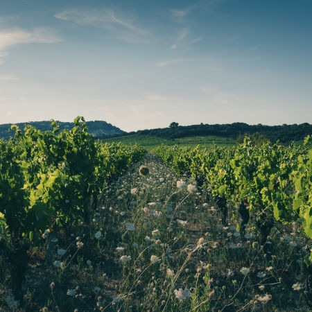 AOP Faugères © Diabolo Bohème