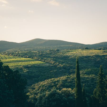 AOP Faugères © Diabolo Bohème