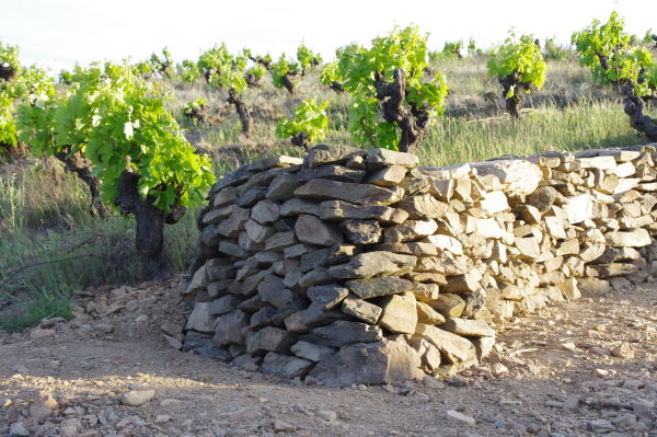 Id Domaine De Cebene Photo Muret Et Carignan Jpg