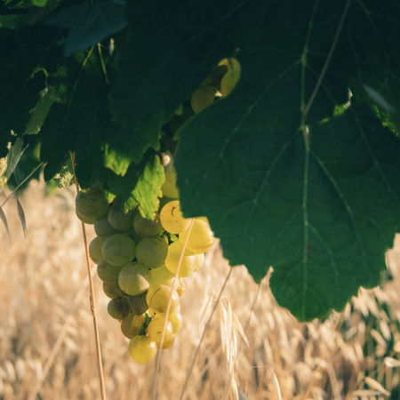 AOP Faugères © Diabolo Bohème