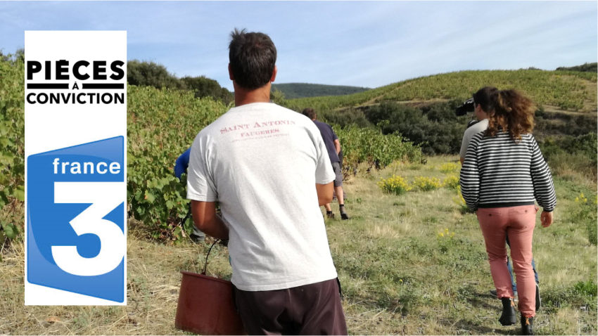 Reportage : "Le sol a changé !" La vigne avant et après l'abandon des pesticides
