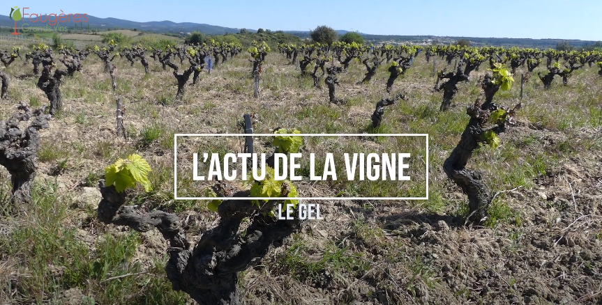 L Actu De La Vigne1 Png