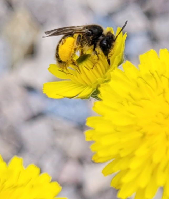 Isabelle Fourmi Abeilles Printemps2022